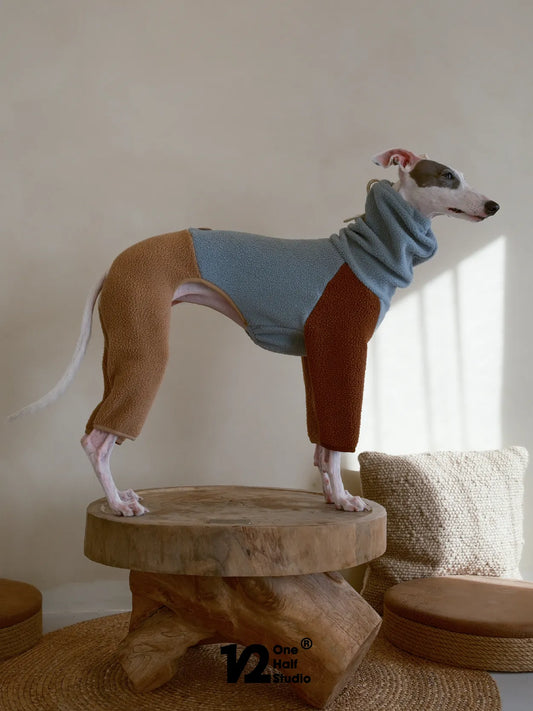 Whippet in a blue and brown fleece coat on a wooden stool