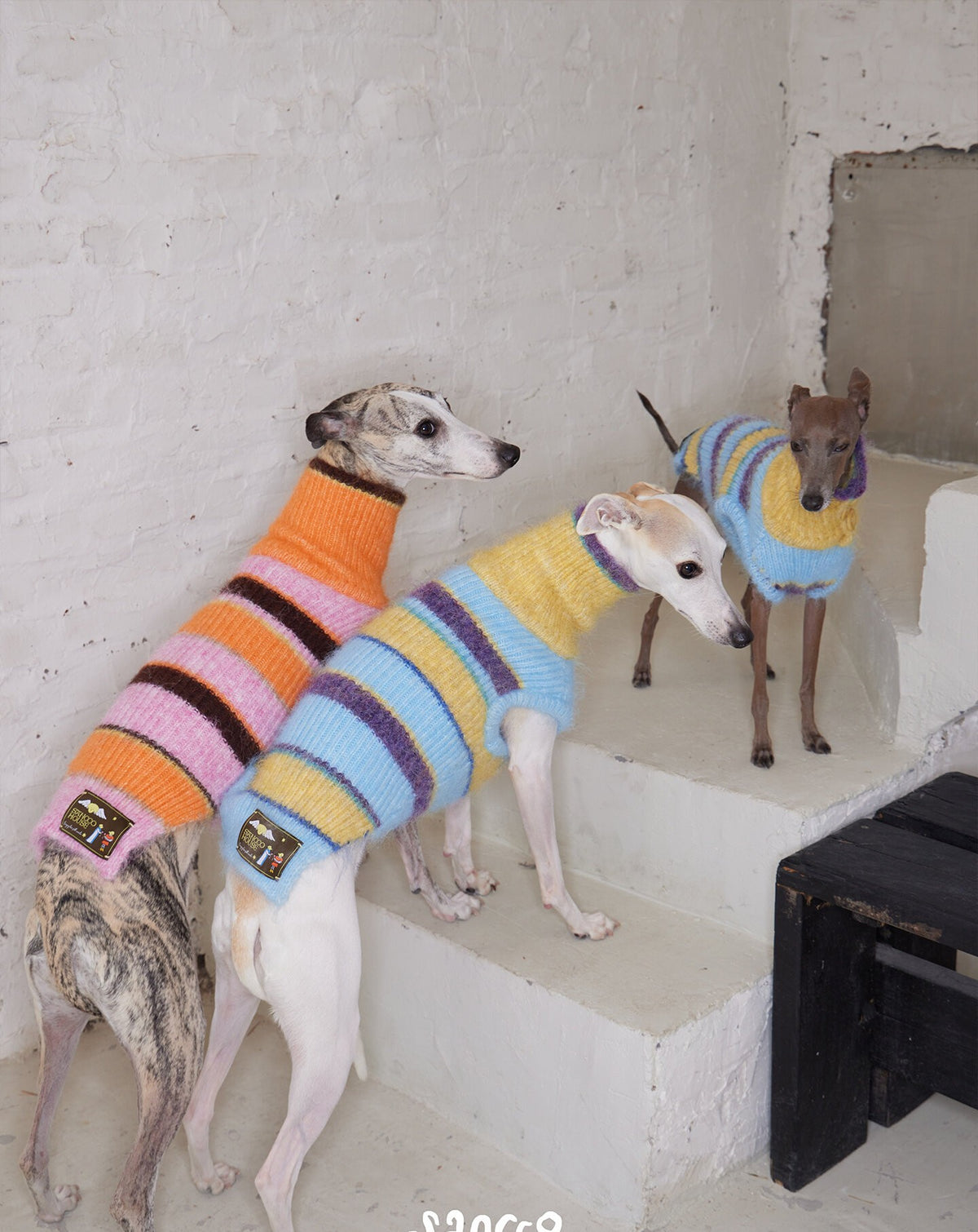 Group of whippets standing on white steps in colourful high-neck striped knit vests