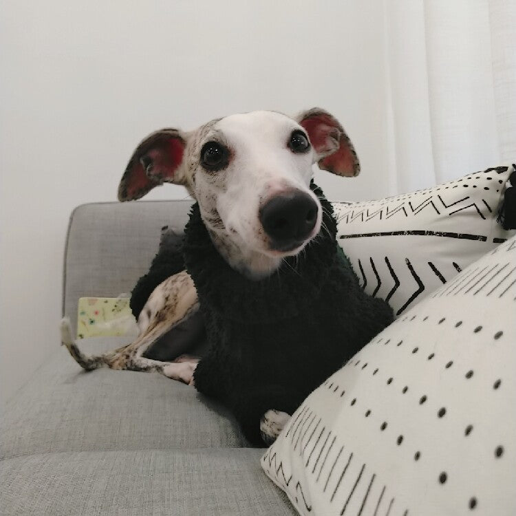 Custom Dog Sweaters Jumpsuit for Whippet Greyhound