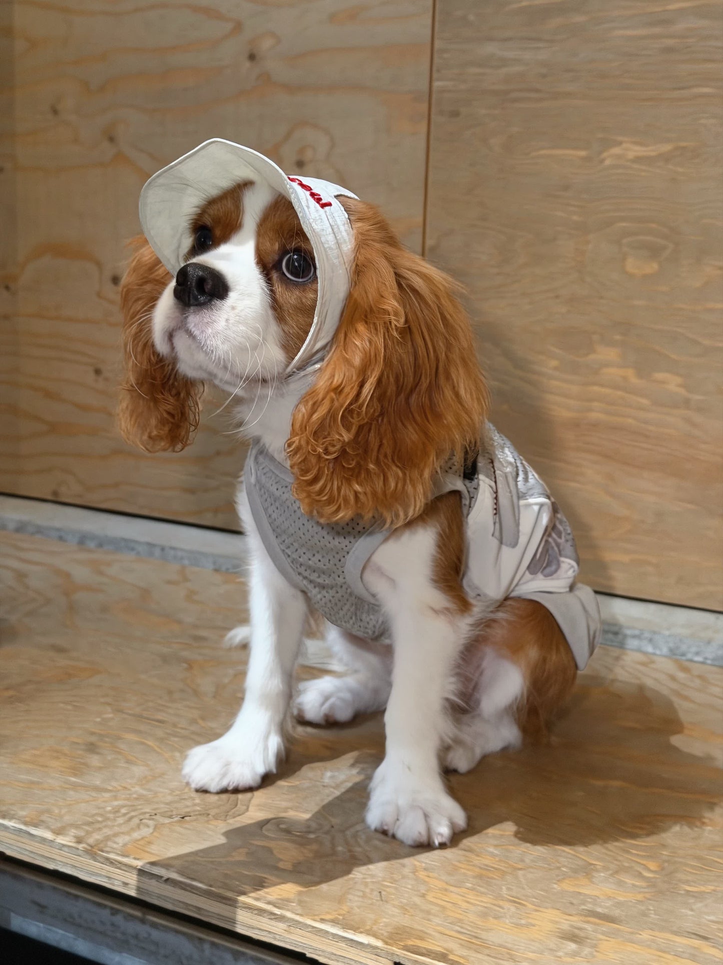 Jersey Dog Dress with Detachable Skirt