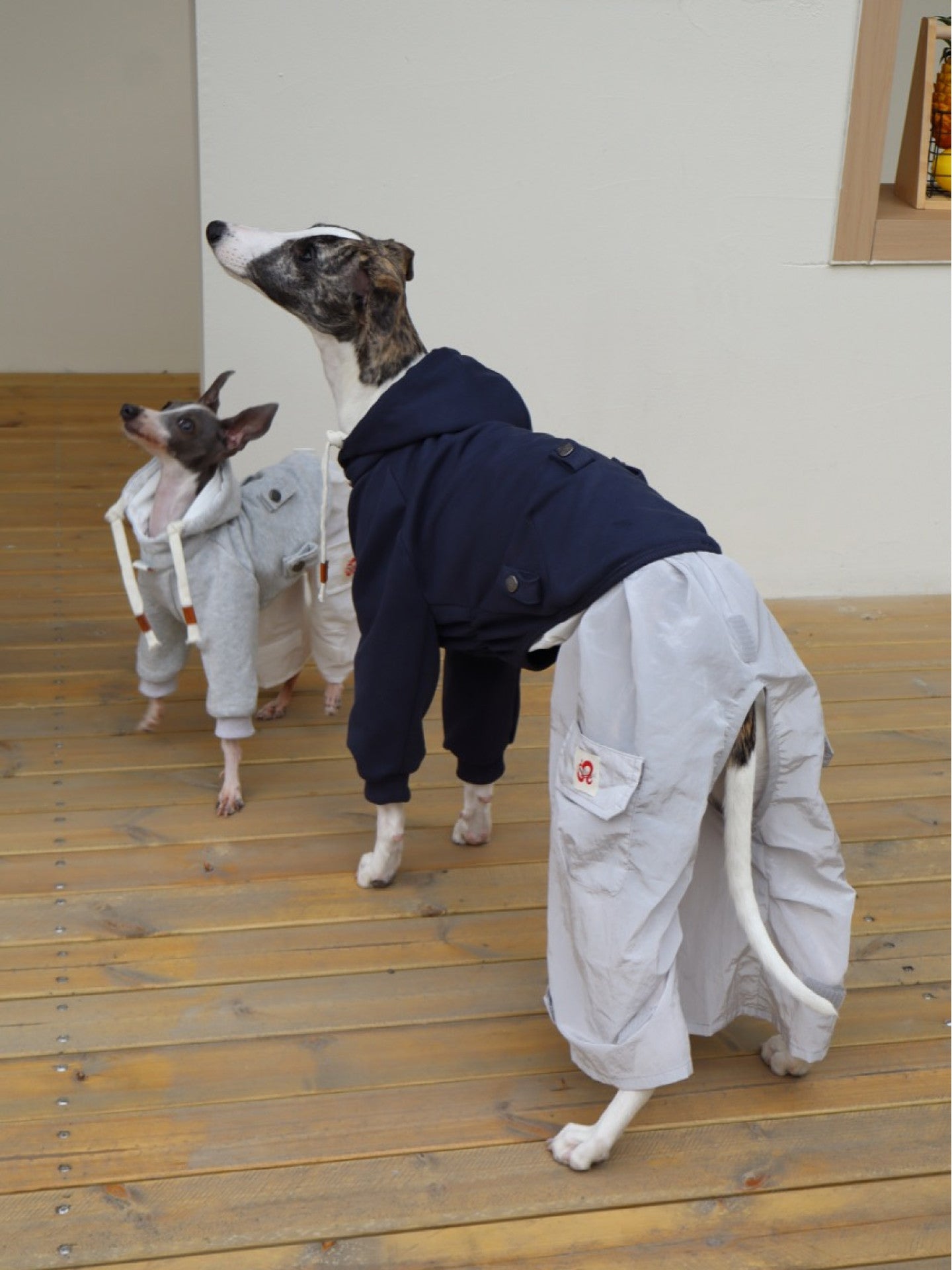 Summer Dog Cooling Shirt for Whippet