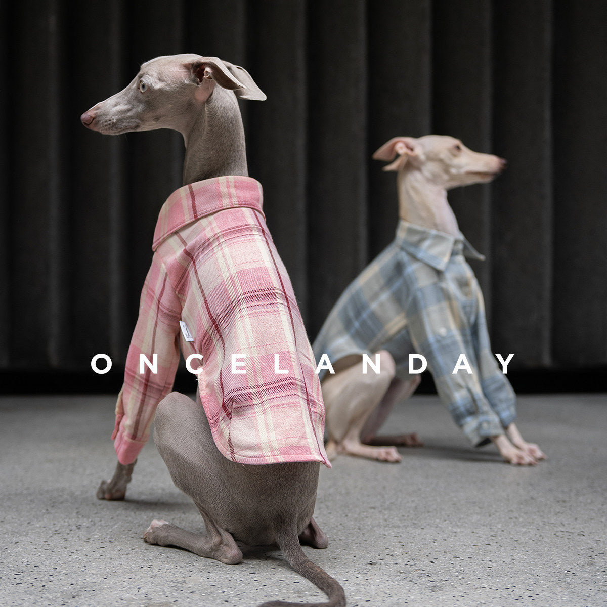 ONCELANDAY Fall Plaid Quote Shirt for Whippets