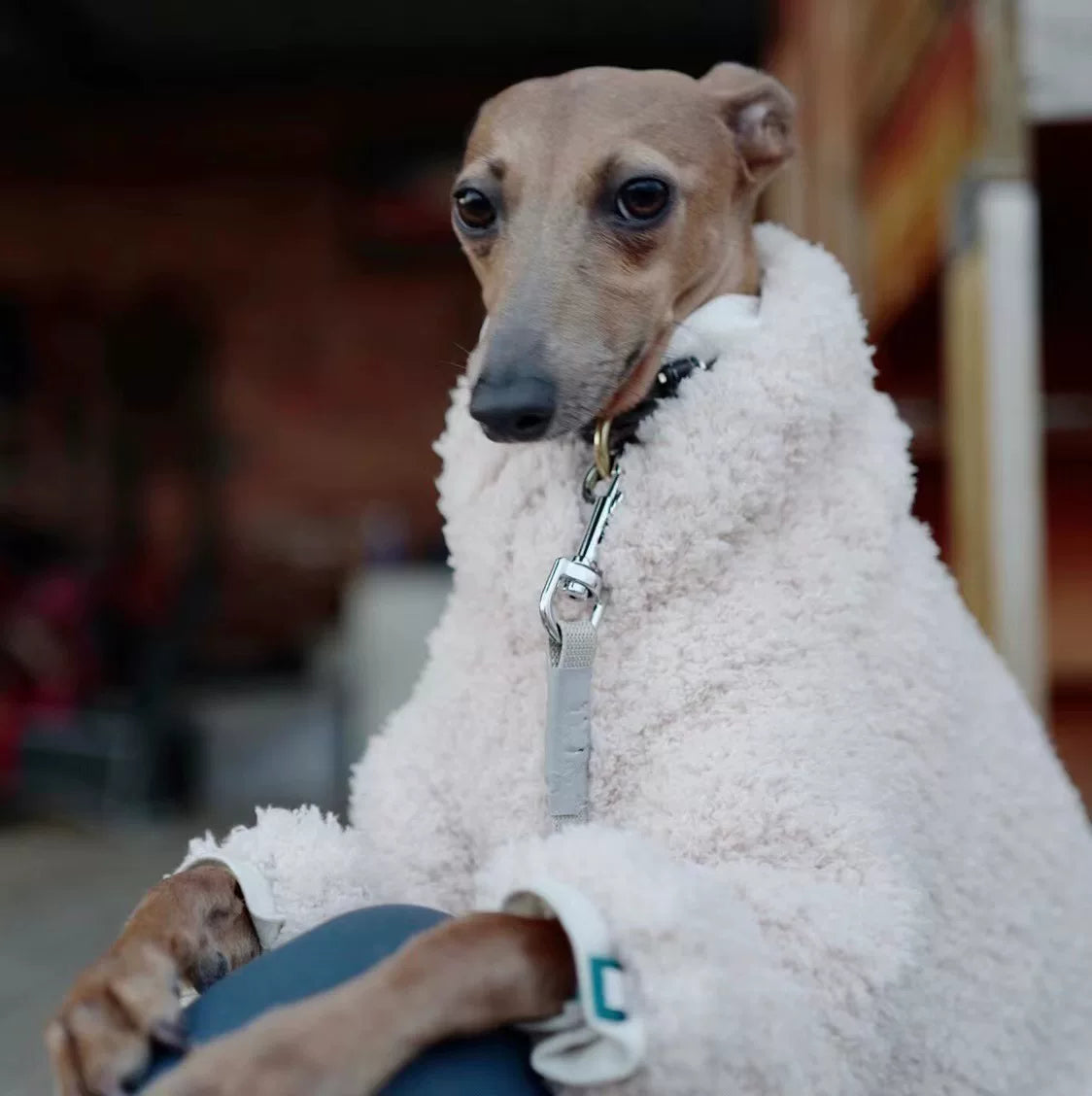 Custom Dog Sweaters Jumpsuit for Whippet Greyhound