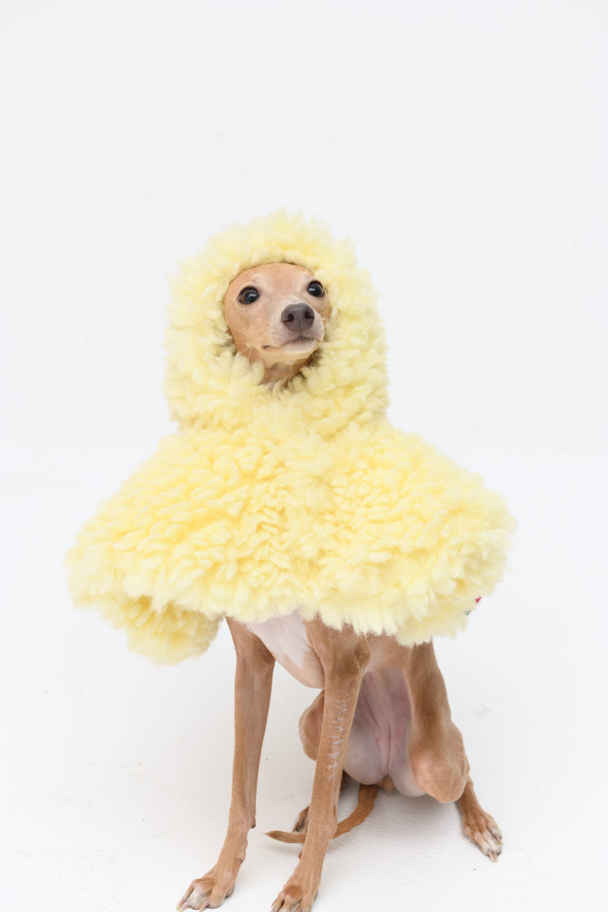 Butter Yellow Plush Cape Pet Hat
