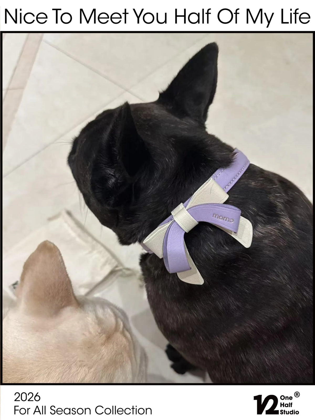 Black dog with a lavender bow collar