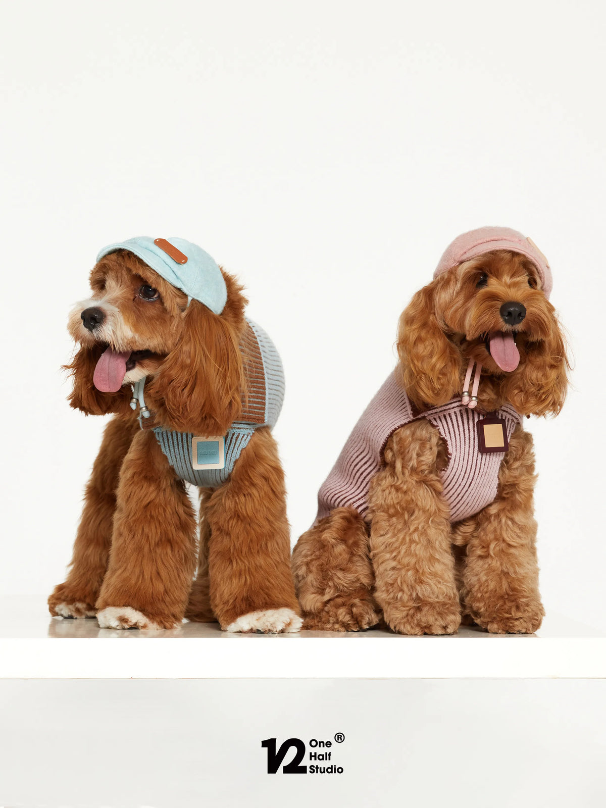 Two poodles wearing knit newsboy caps