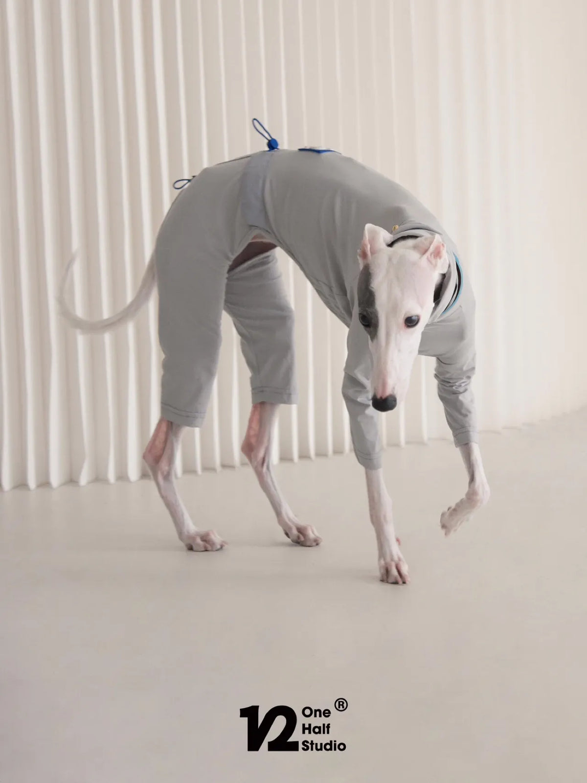 Grey four-leg sun suit seen from behind on a whippet