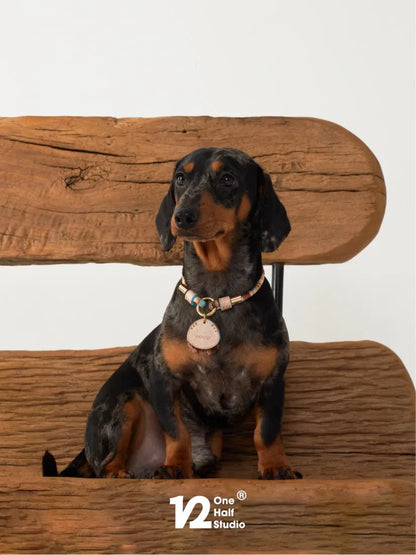 Dachshund in a beaded collar sitting on a wooden bench