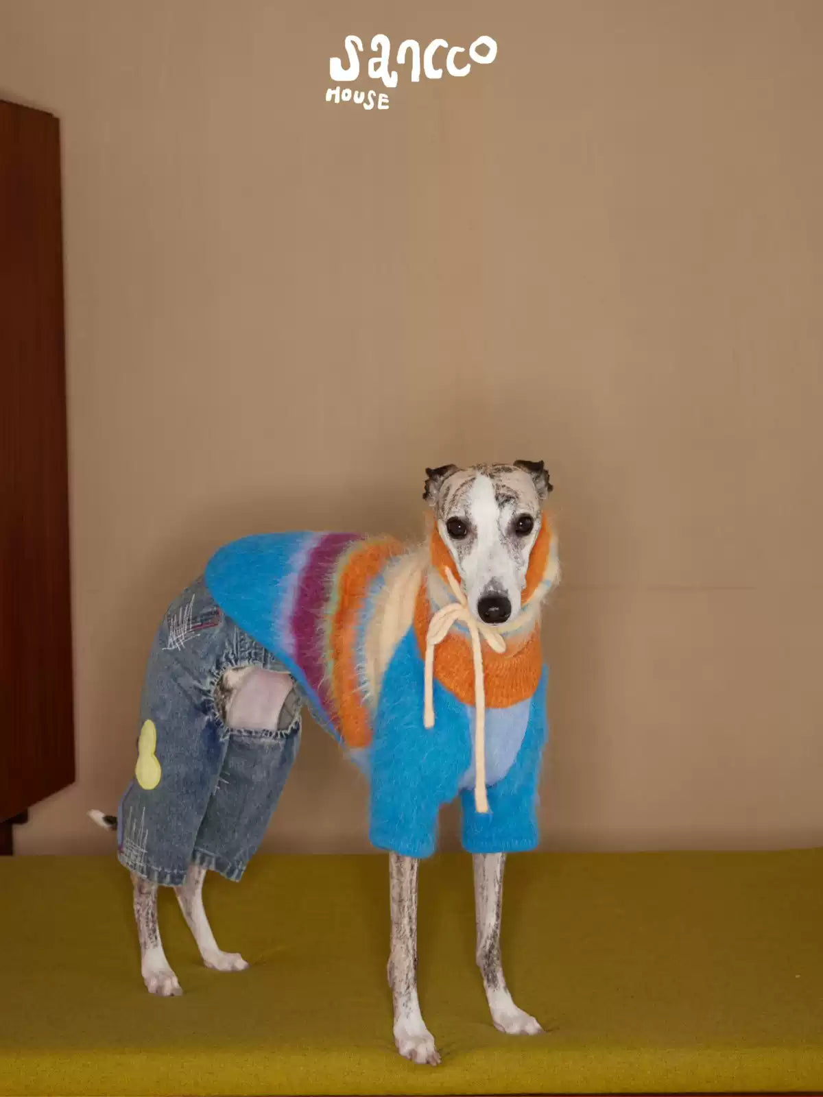 Greyhound standing in a blue and orange striped sweater