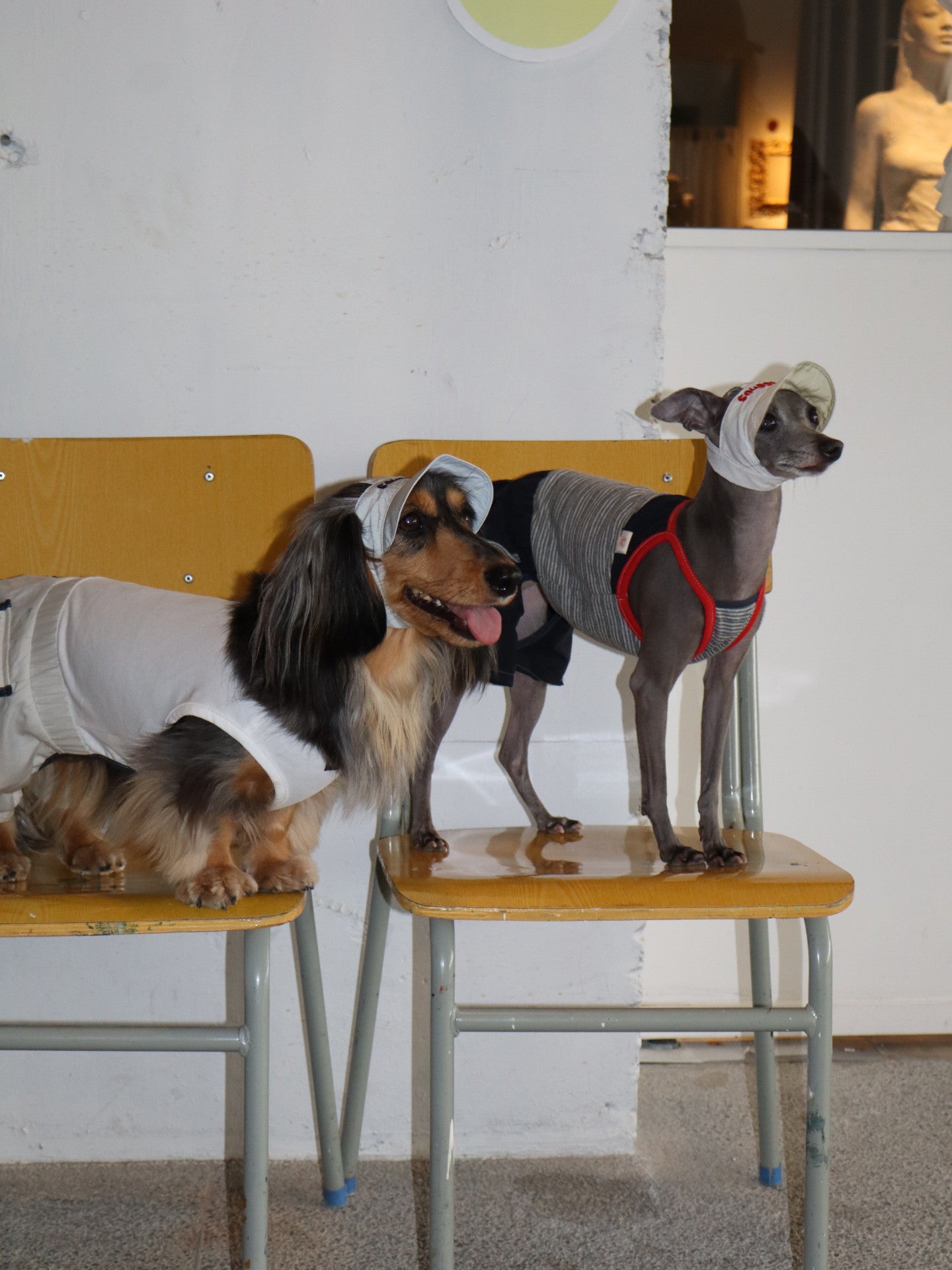 Dog Romper Outfit
