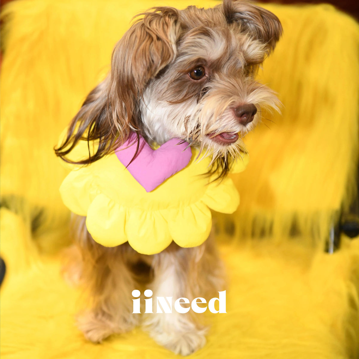 Padded Heart Pet Bib