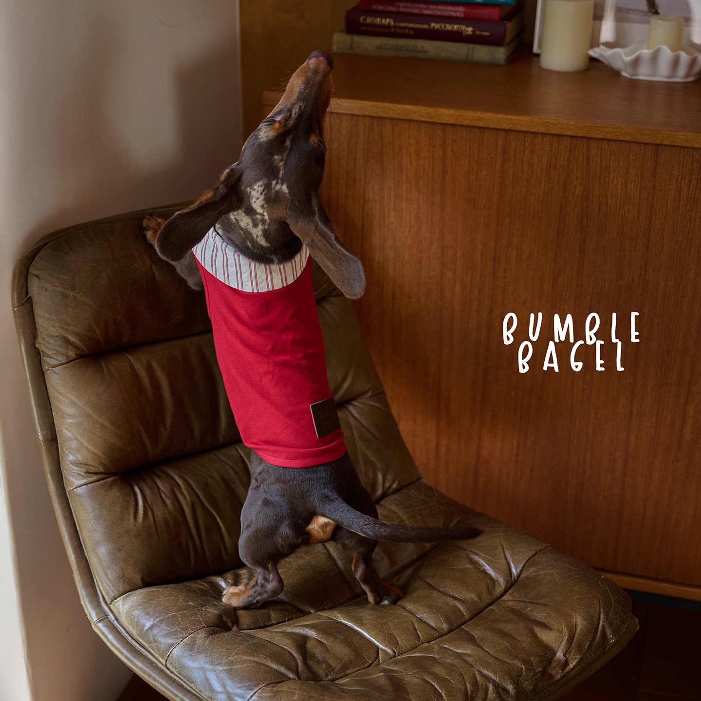 Bumble Bagel Kent Raspberry Striped Collar Dog Shirt