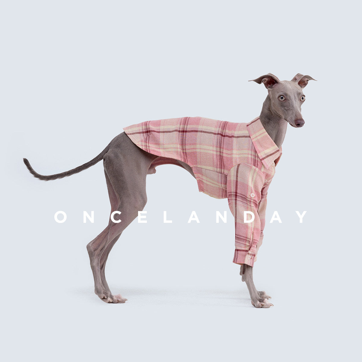 ONCELANDAY Fall Plaid Quote Shirt for Whippets