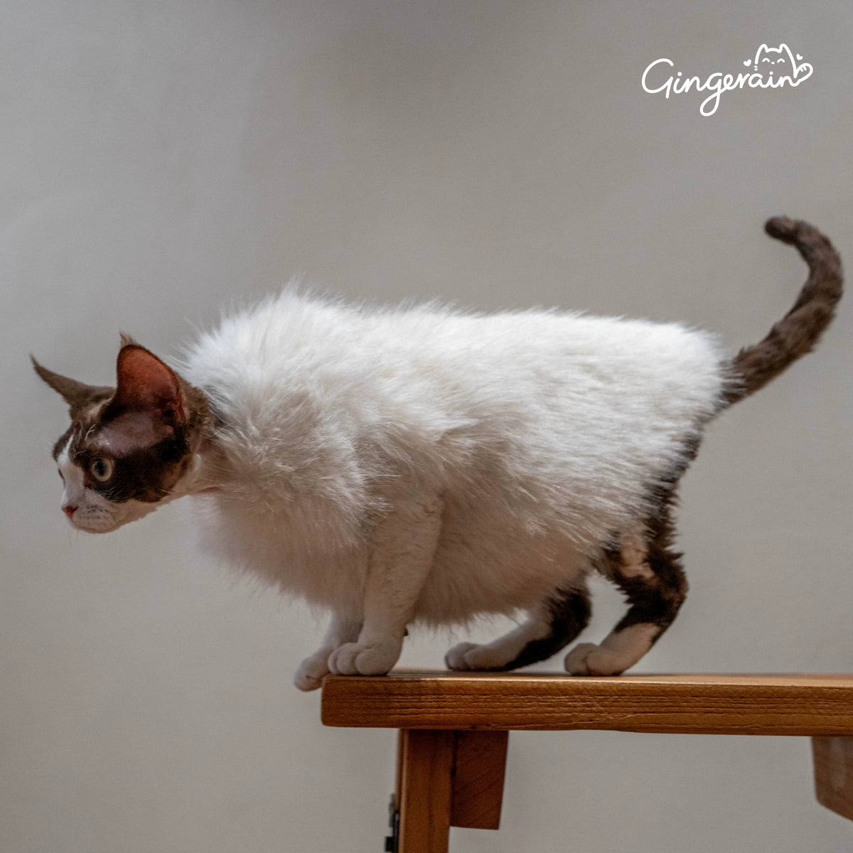 Faux Fur Cat Winter Vest Coat