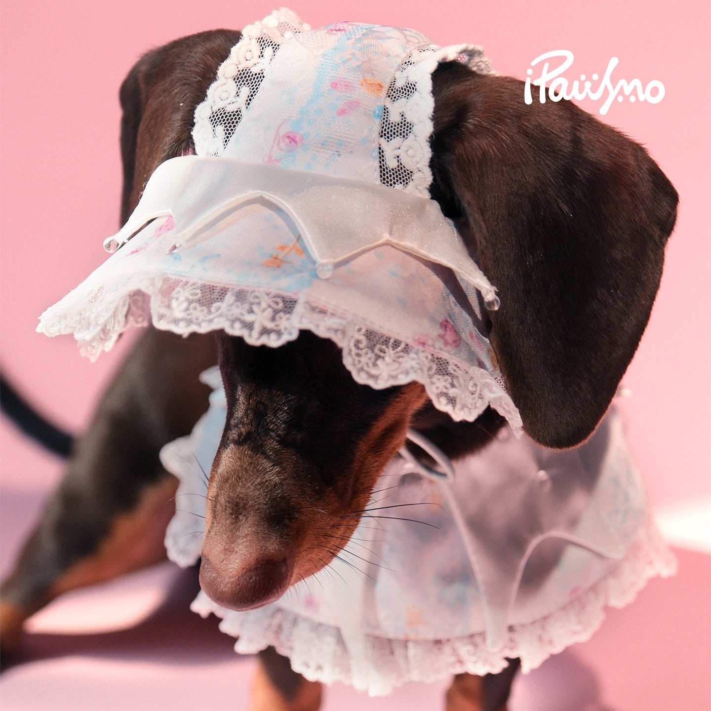 Lace Dog Bandana & Bucket Hat