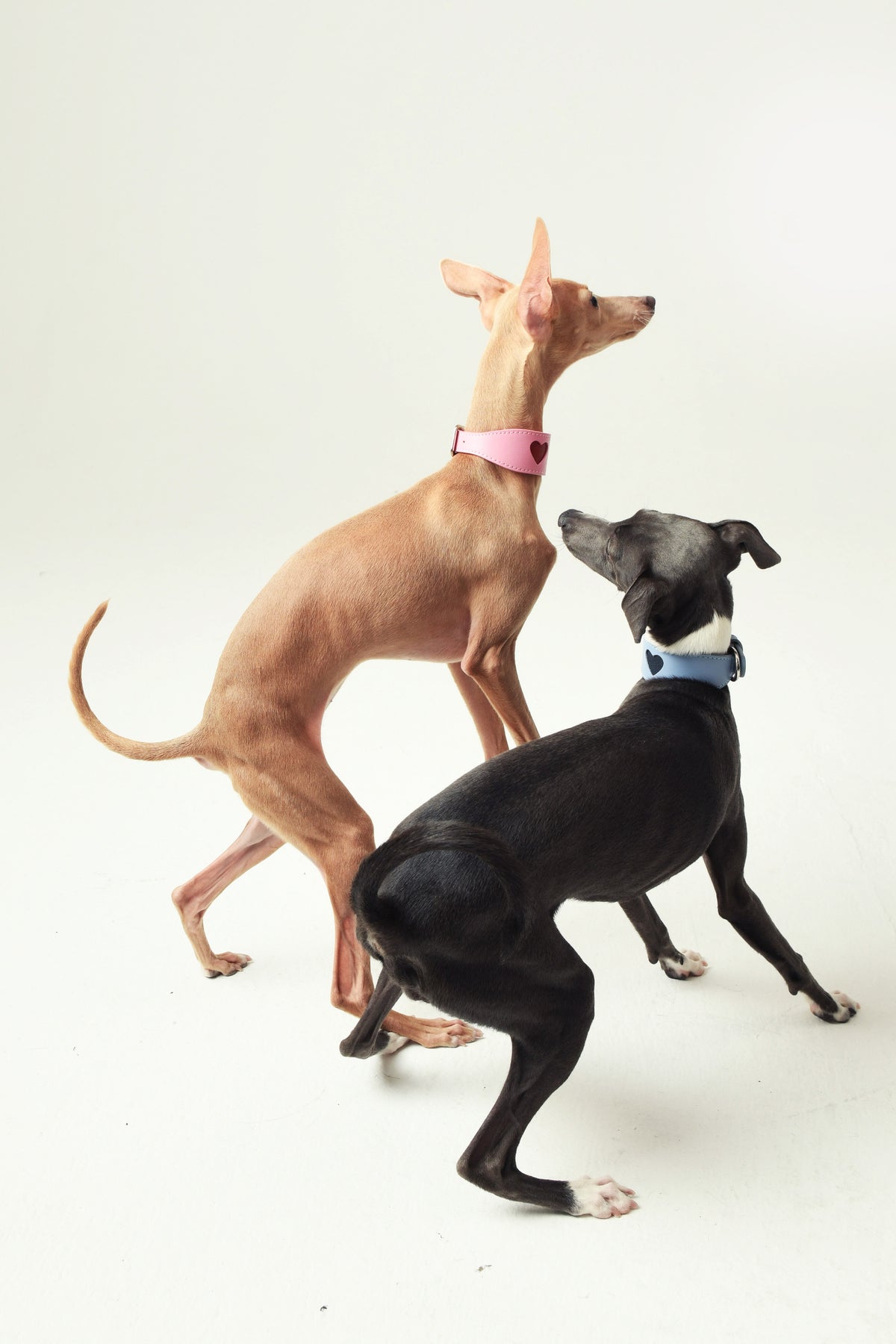 Genuine Leather Dog Collar
