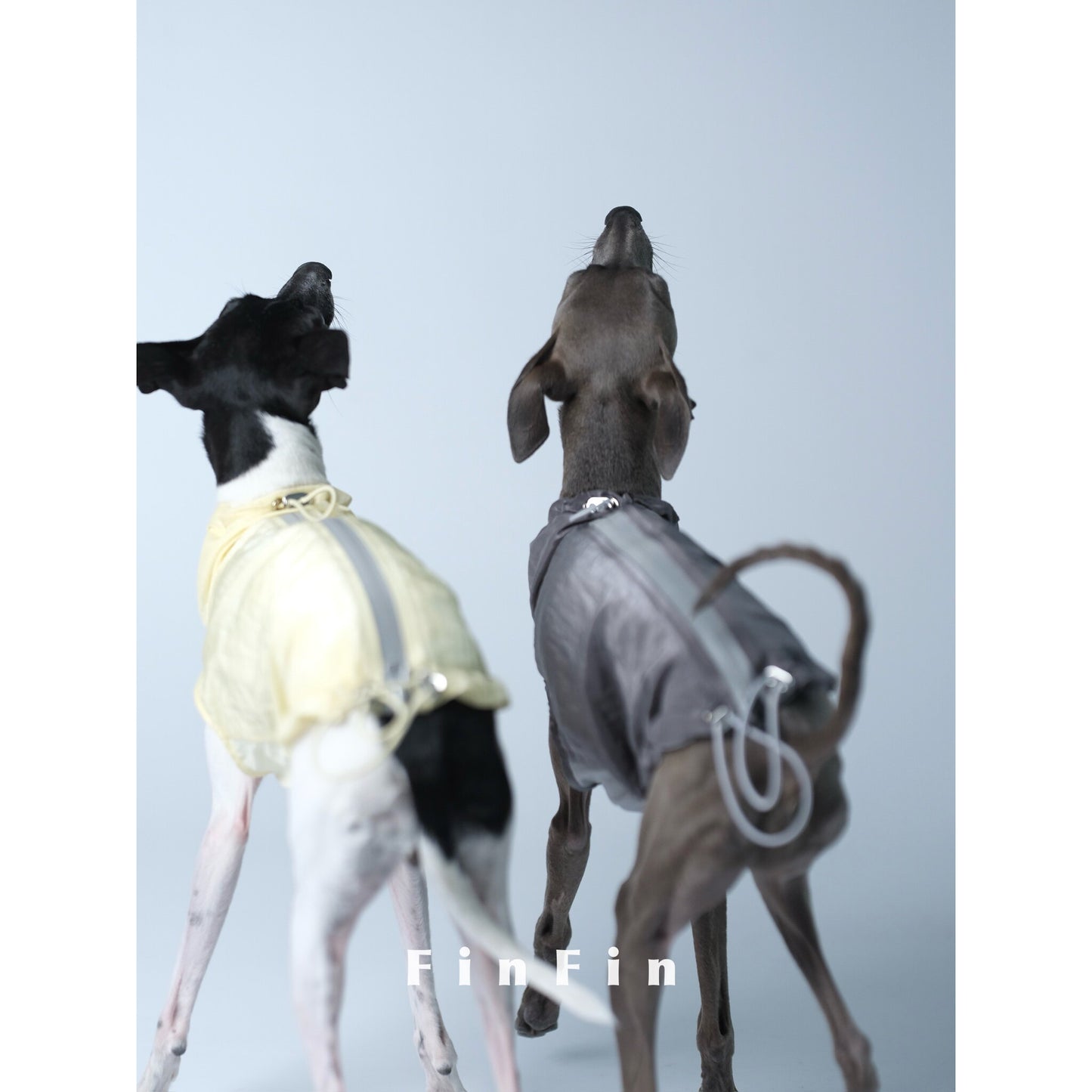 Urban Utility Dog Vest