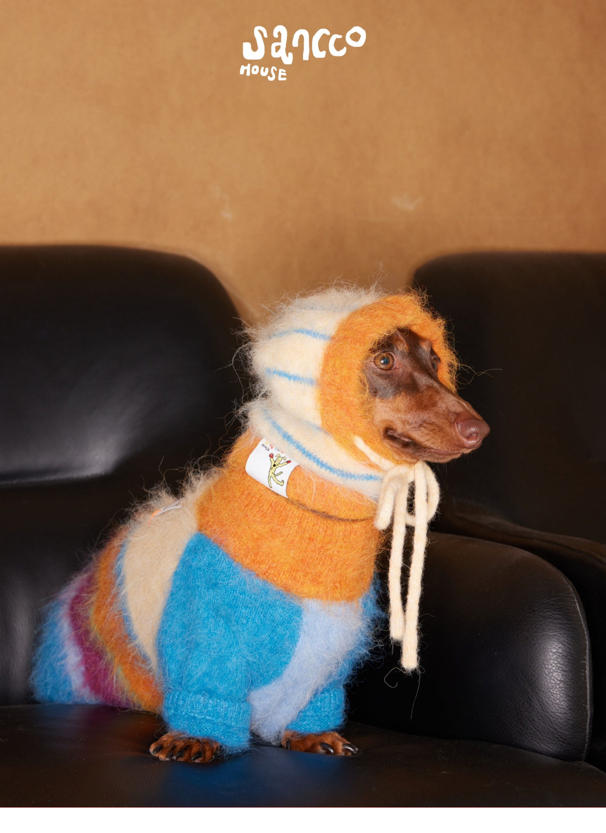 Dog in the balaclava hat sitting on a chair