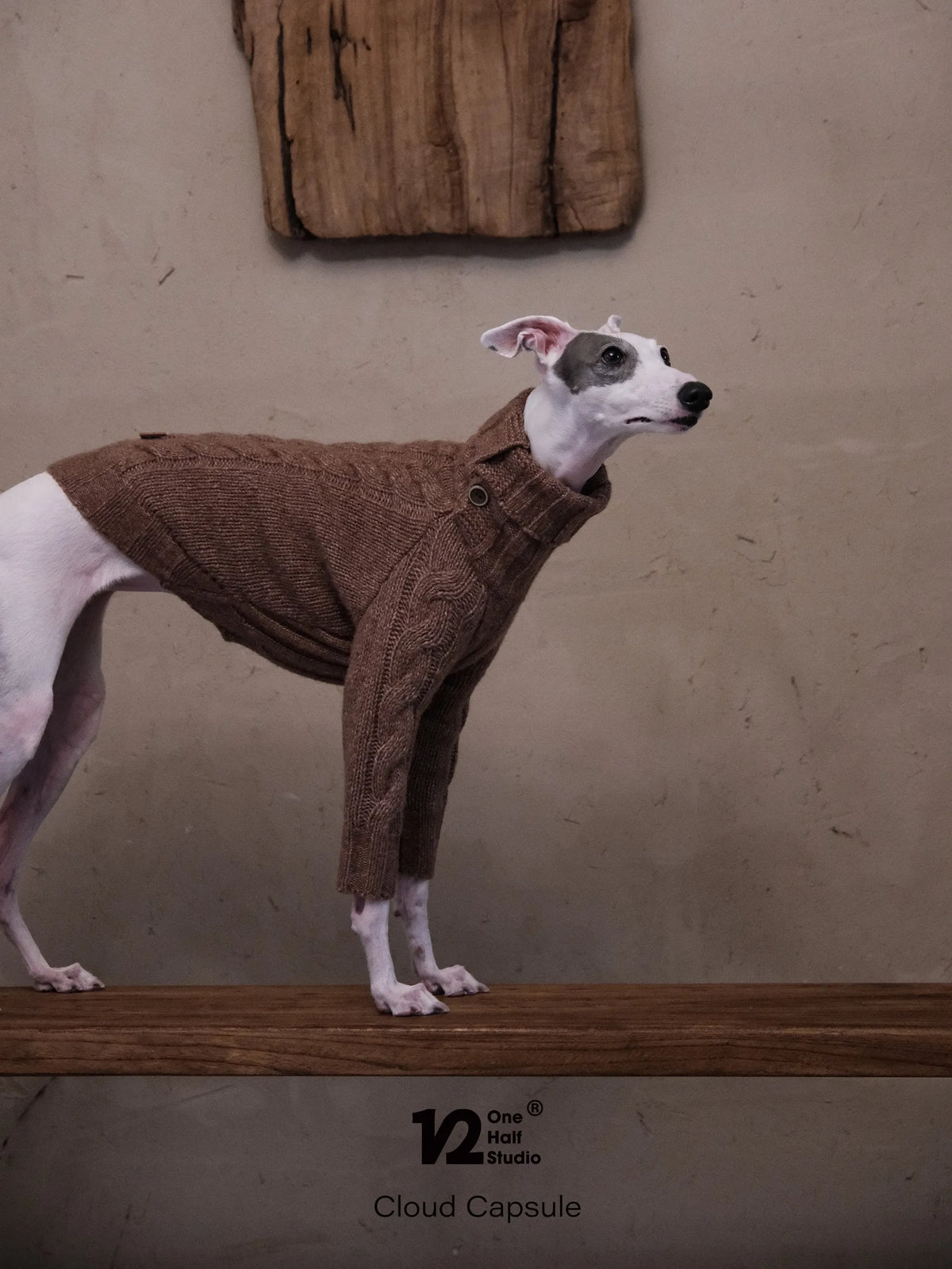 Whippet in a brown two-leg turtleneck sweater