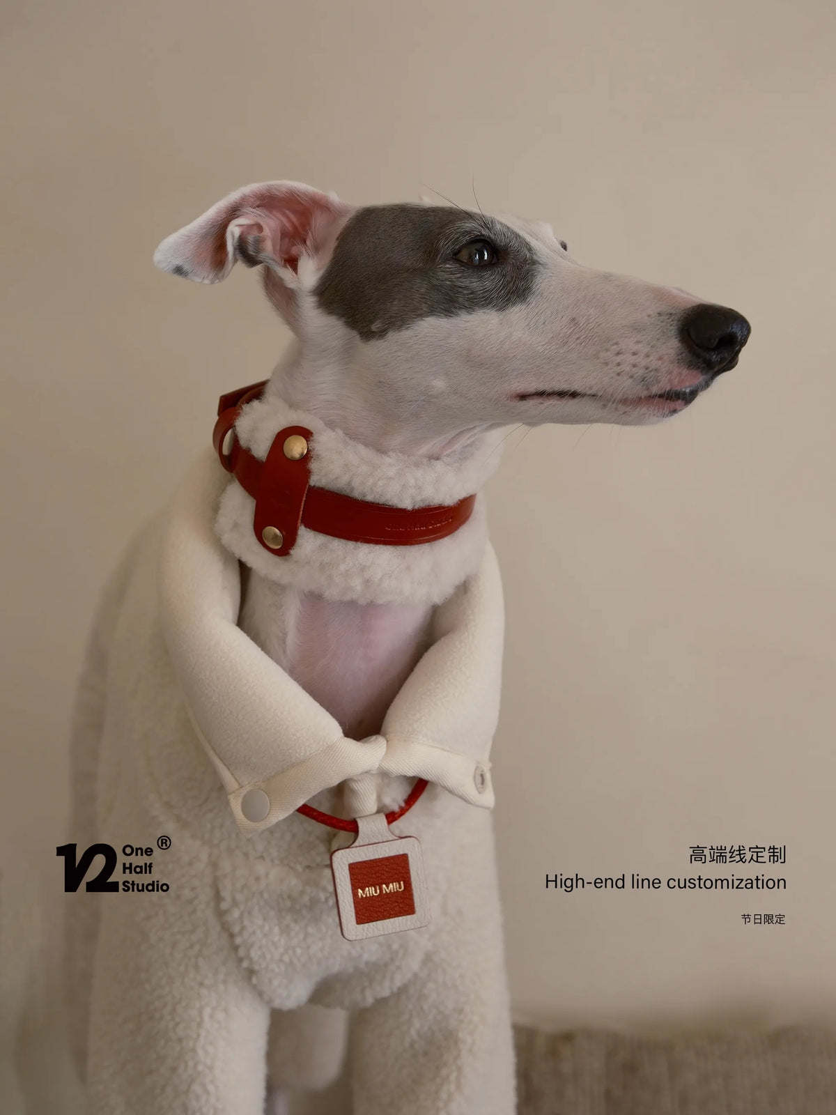 Close-up of the red collar on a whippet