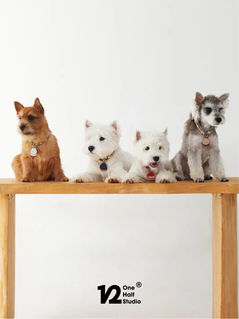 Four small dogs wearing beaded collars on a wooden bench