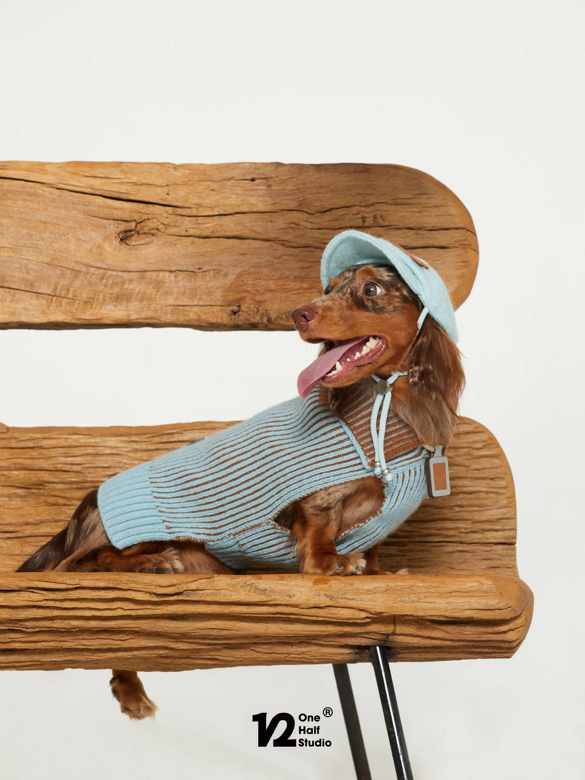 Dog in a cap on a wooden bench