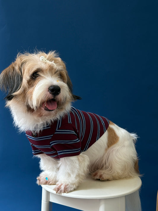 POXFFEE Vintage Stripe Matching Dog Outfit
