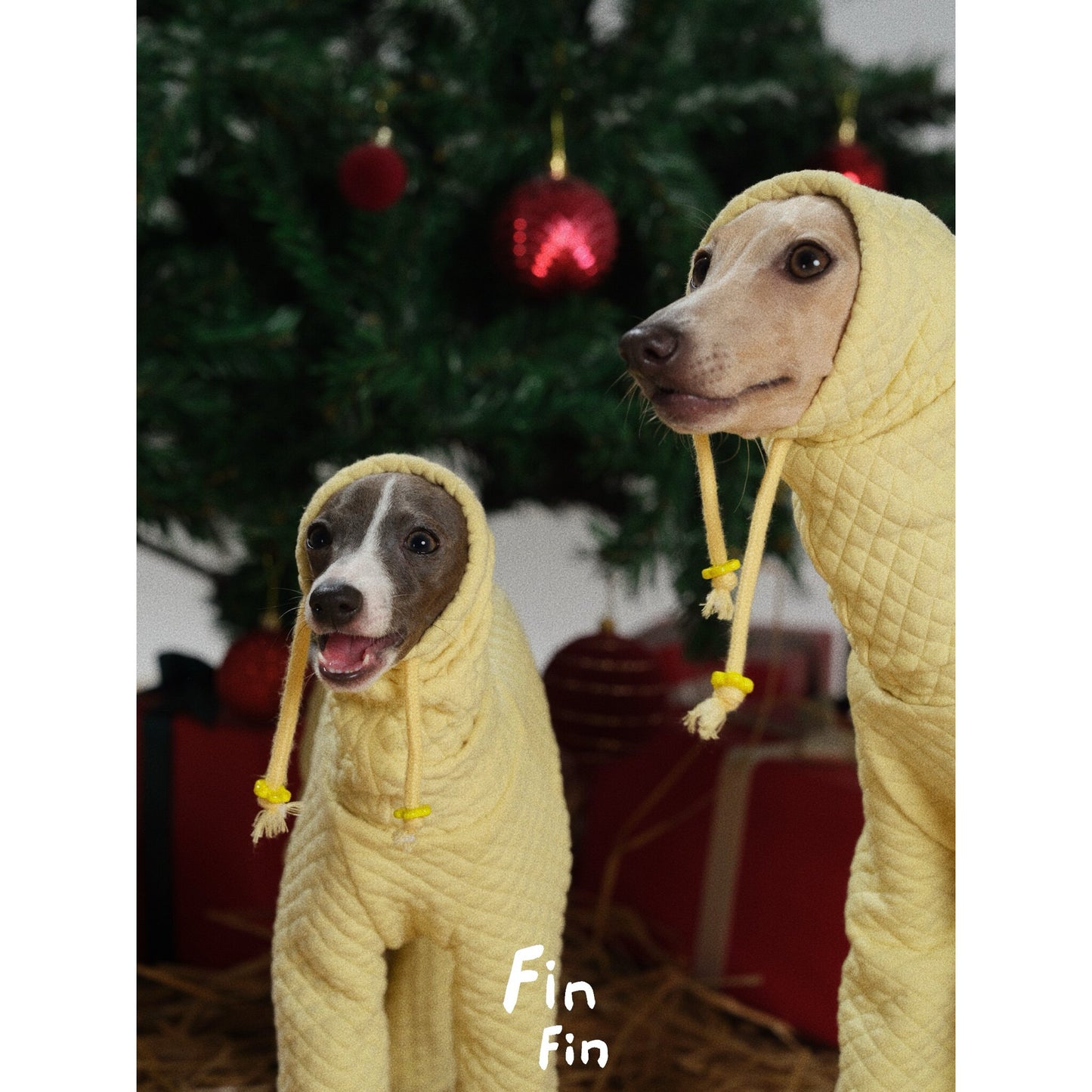 Yellow Diamond Dog Hoodie for Italian Greyhounds