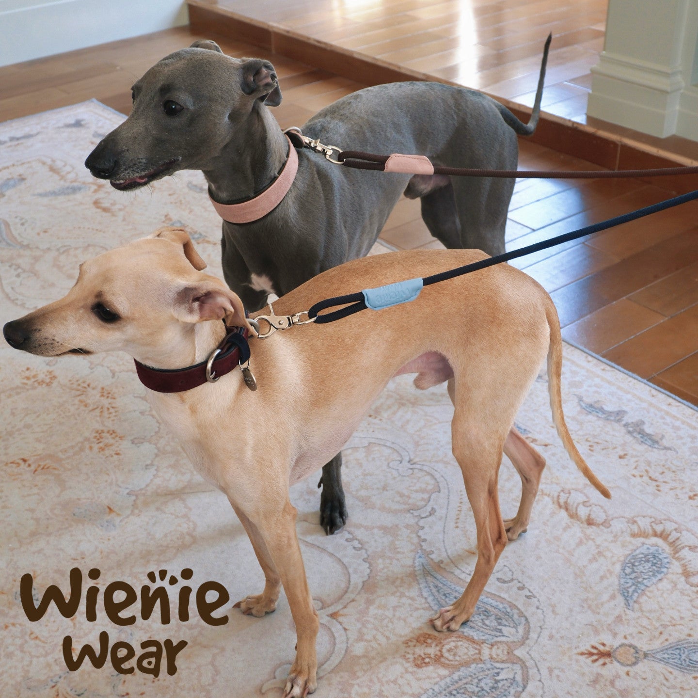 wienie wear Colorful Anti-Shock Leash