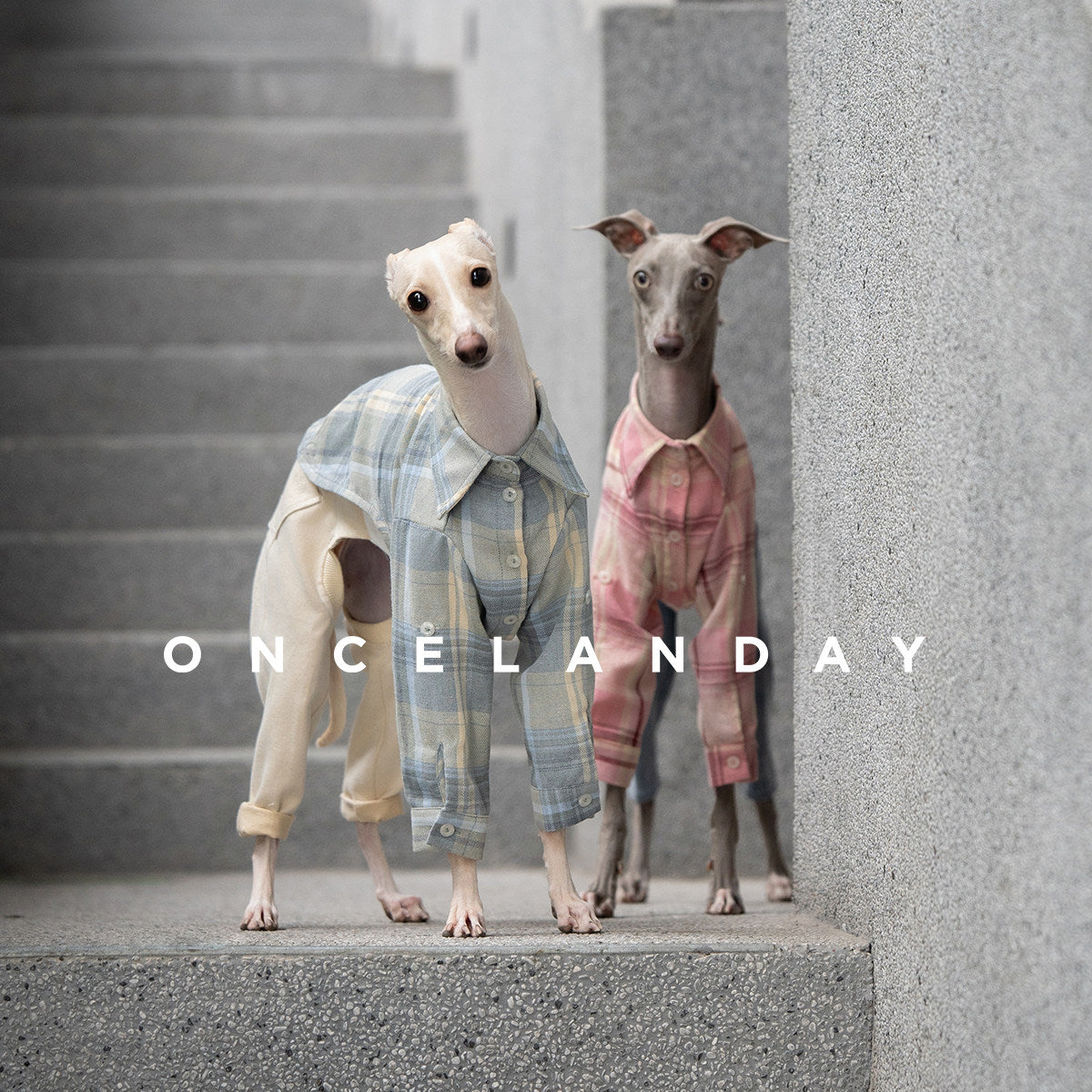 ONCELANDAY Fall Plaid Quote Shirt for Whippets