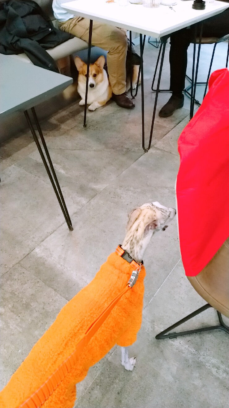 Custom Dog Sweaters Jumpsuit for Whippet Greyhound