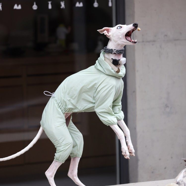 UPF 50 Lightweight Breathable Dog Sun Shirt