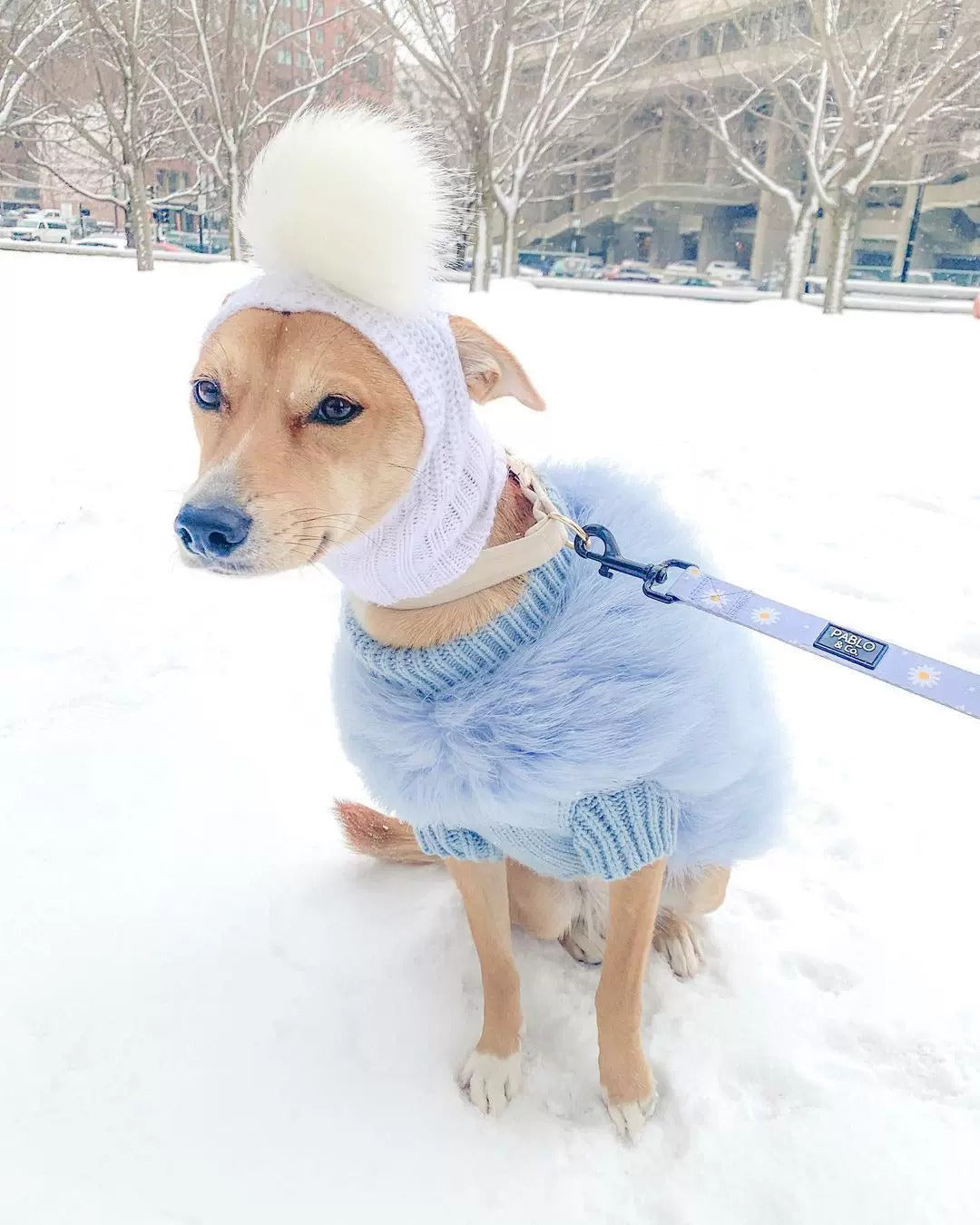 Luxury Feather Knit Sweater for Italian Greyhound & Whippet