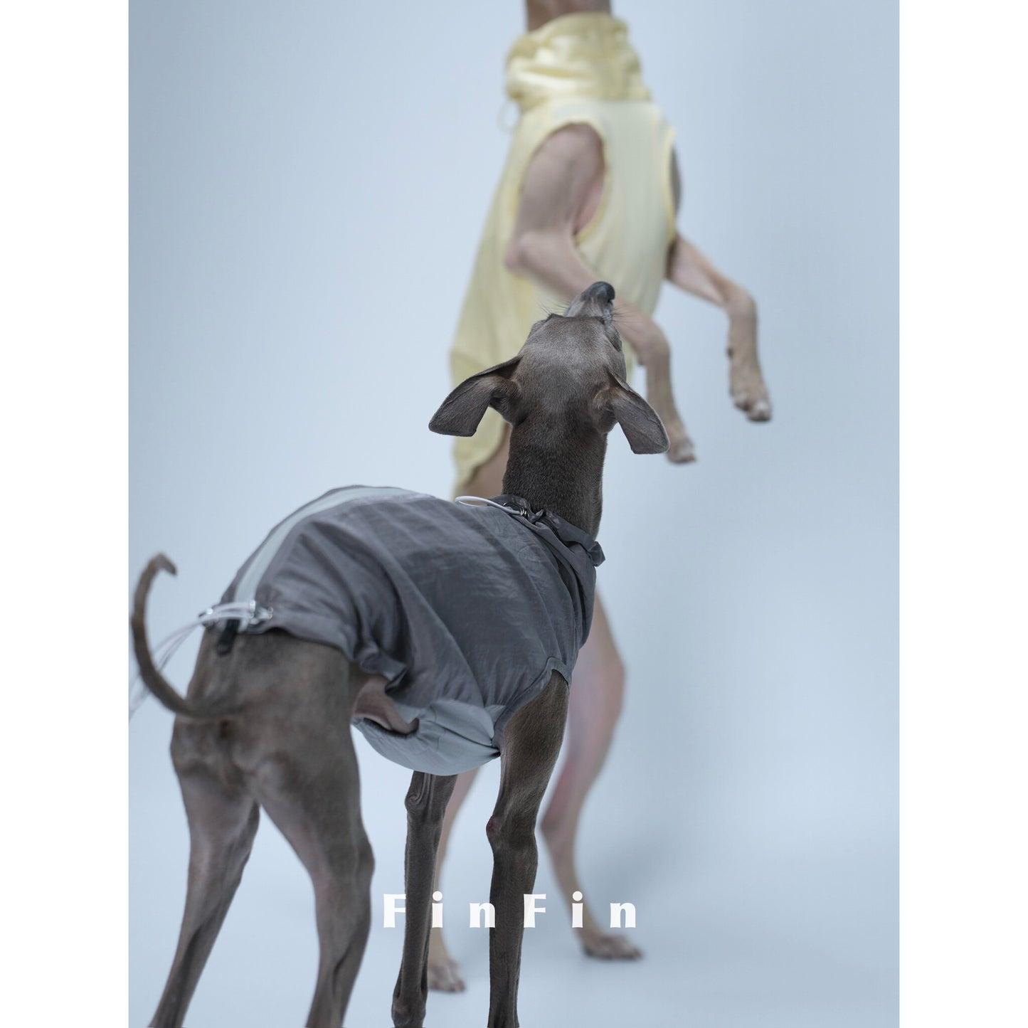 Urban Utility Dog Vest