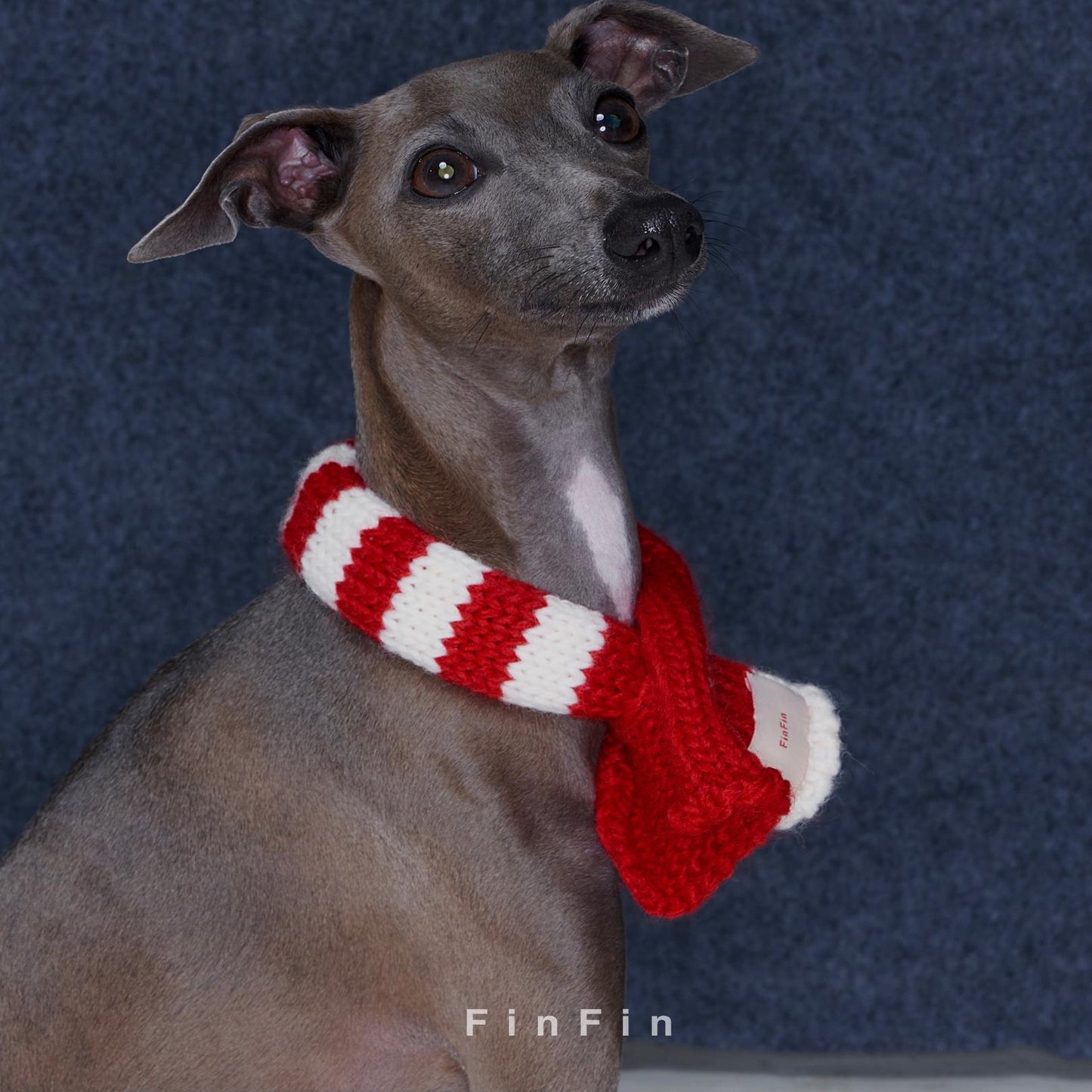 Striped Wool-Blend Dog Scarf for Small Breeds