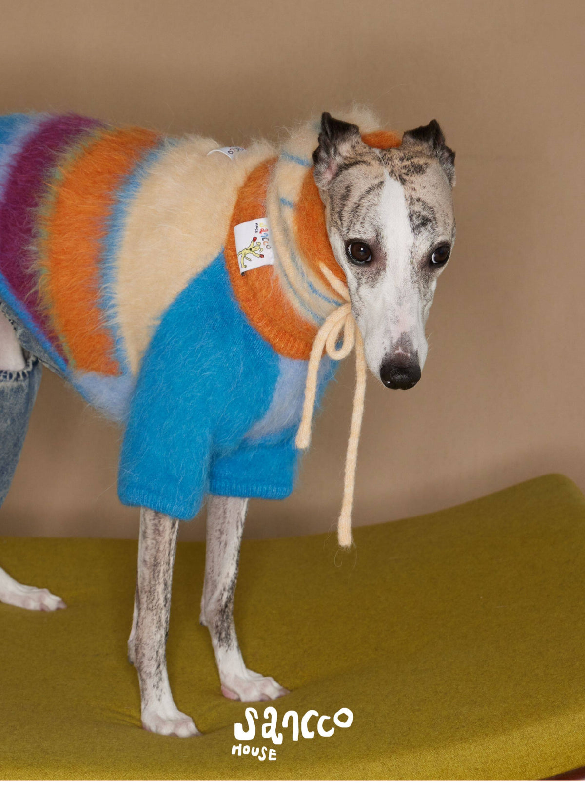 Dog in the hat standing on the floor