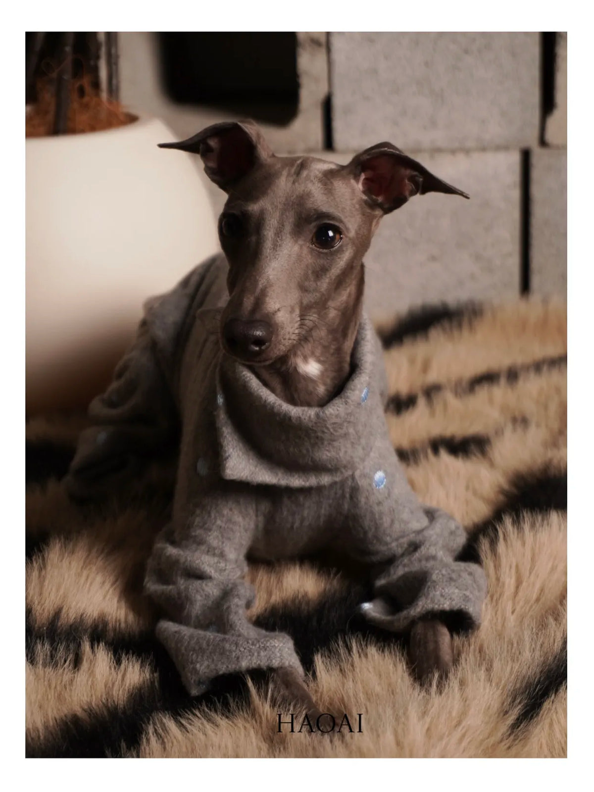 Small sighthound standing in the grey embroidered coat