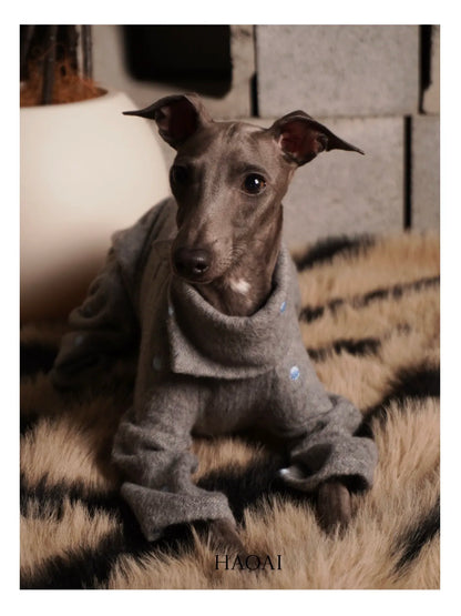 Small sighthound standing in the grey embroidered coat