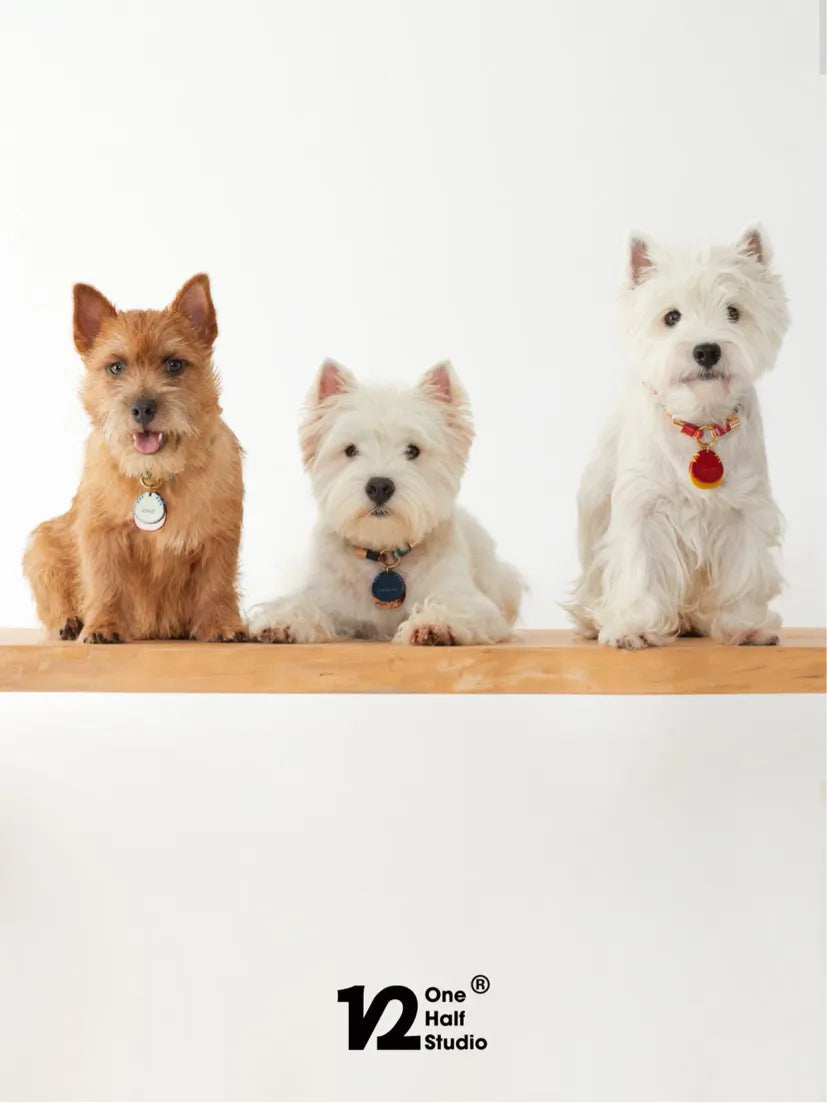 Three small dogs wearing beaded collars against a white wall