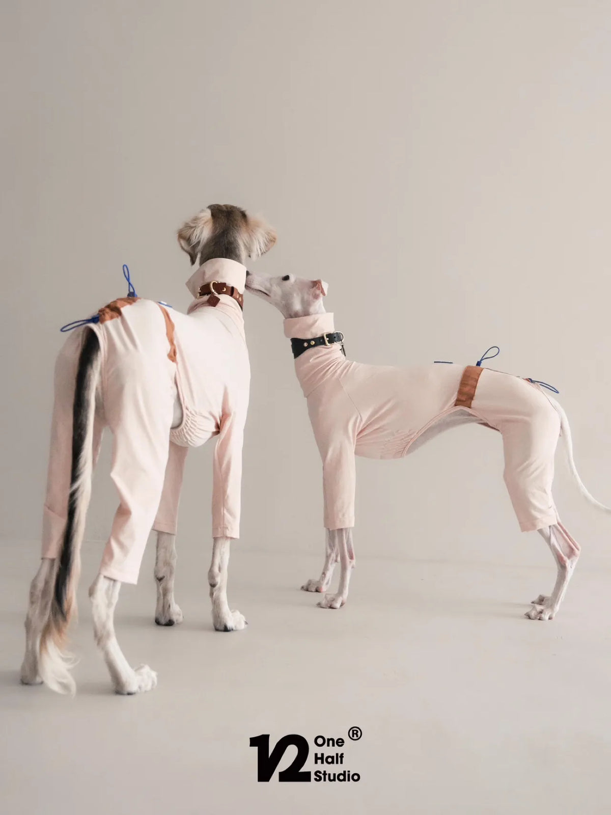 Two whippets side by side in pink and grey sun suits