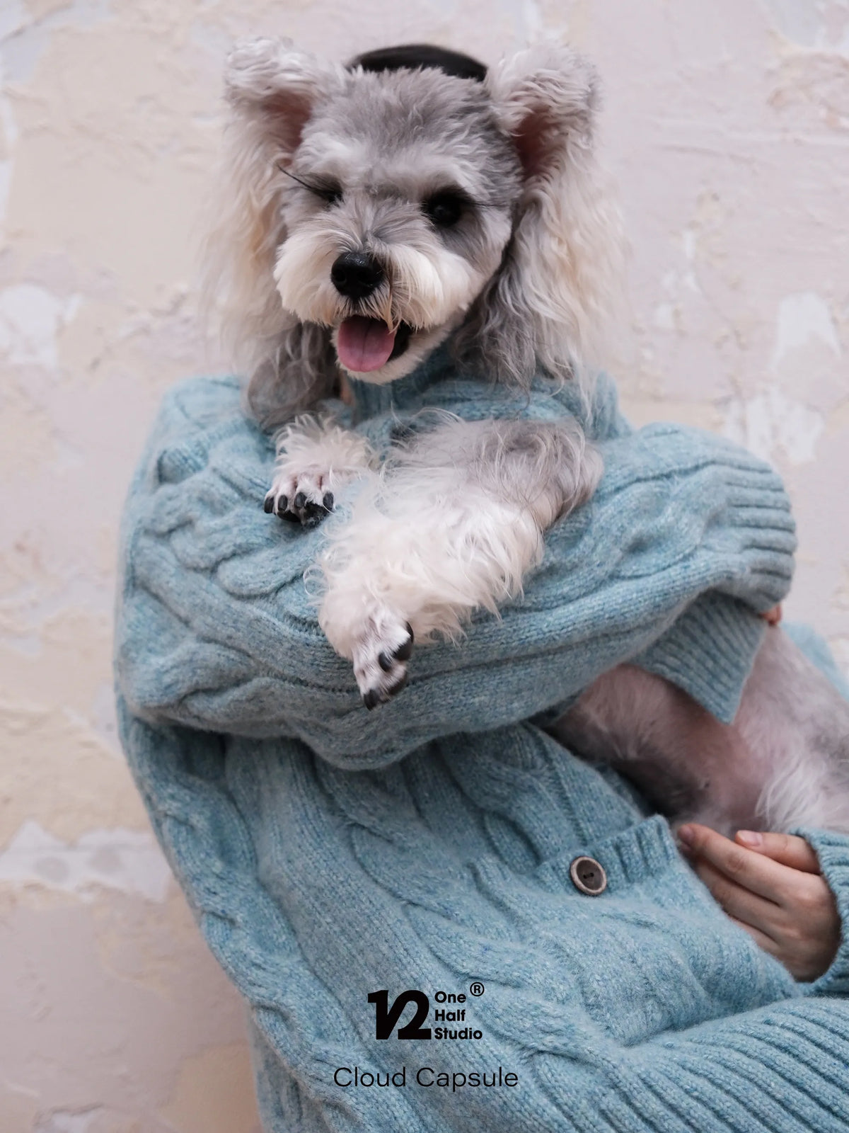 Schnauzer in a turquoise blue cable knit cardigan