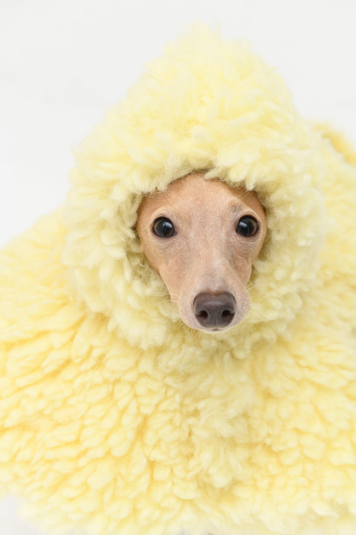 Butter Yellow Plush Cape Pet Hat