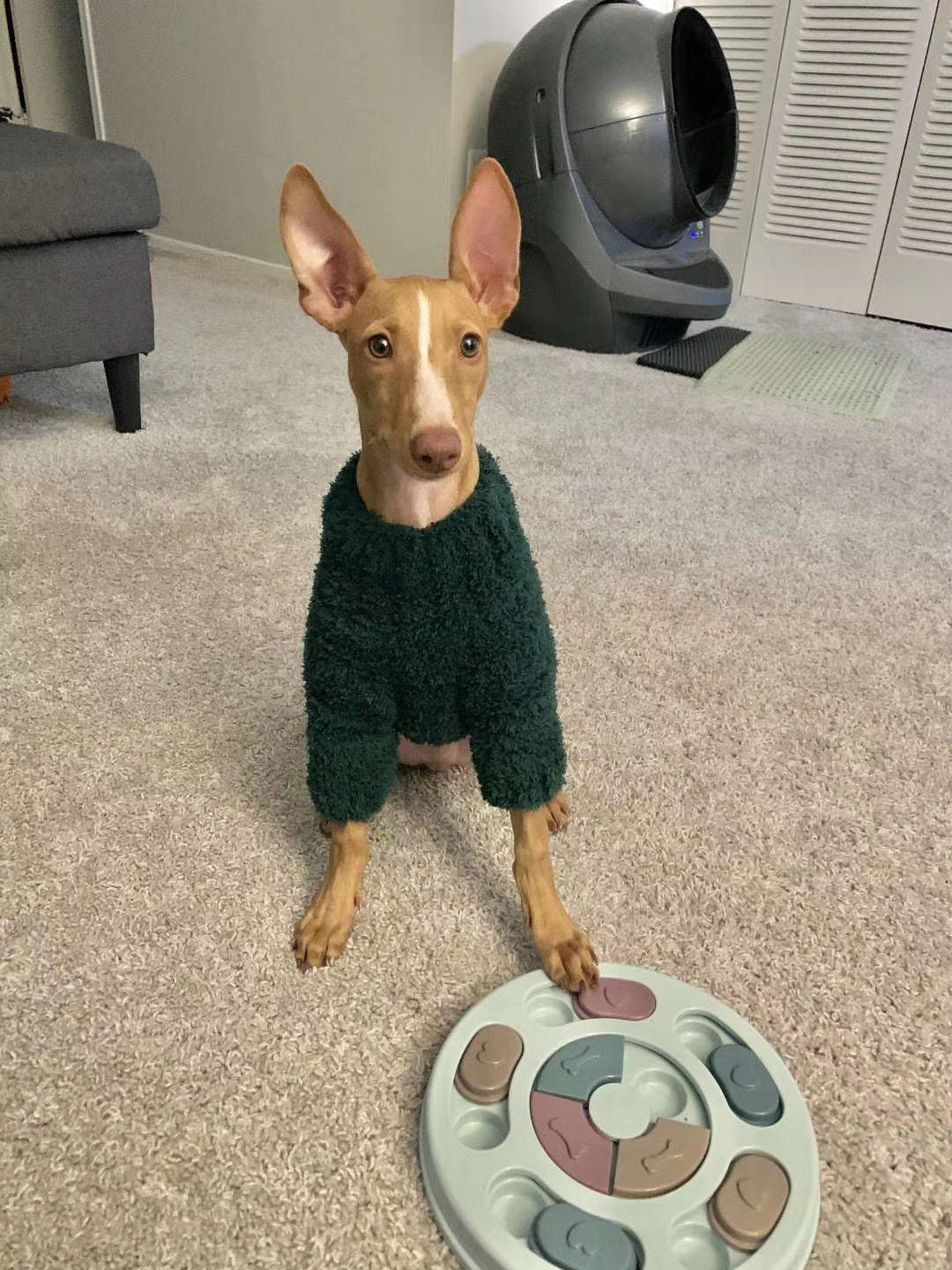 Custom Dog Sweaters Jumpsuit for Whippet Greyhound