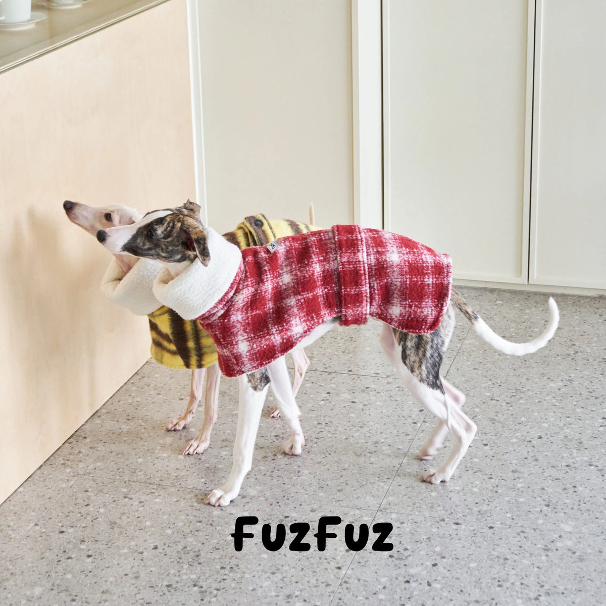 Dog in the red plaid cape standing beside the wall