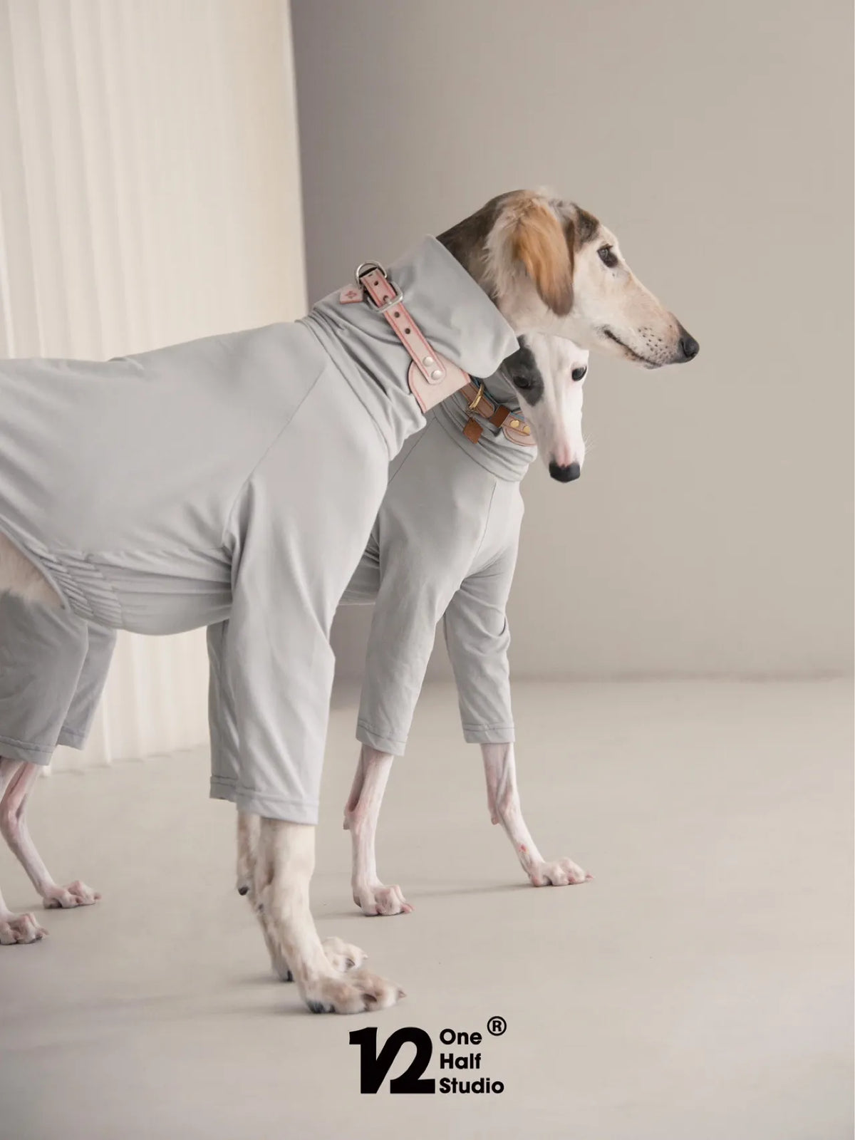 Two whippets in grey four-leg suits standing together