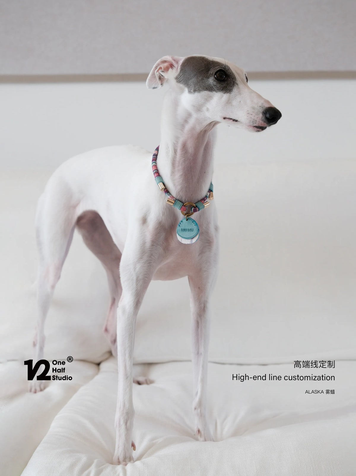 Whippet wearing a beaded collar with a turquoise name tag
