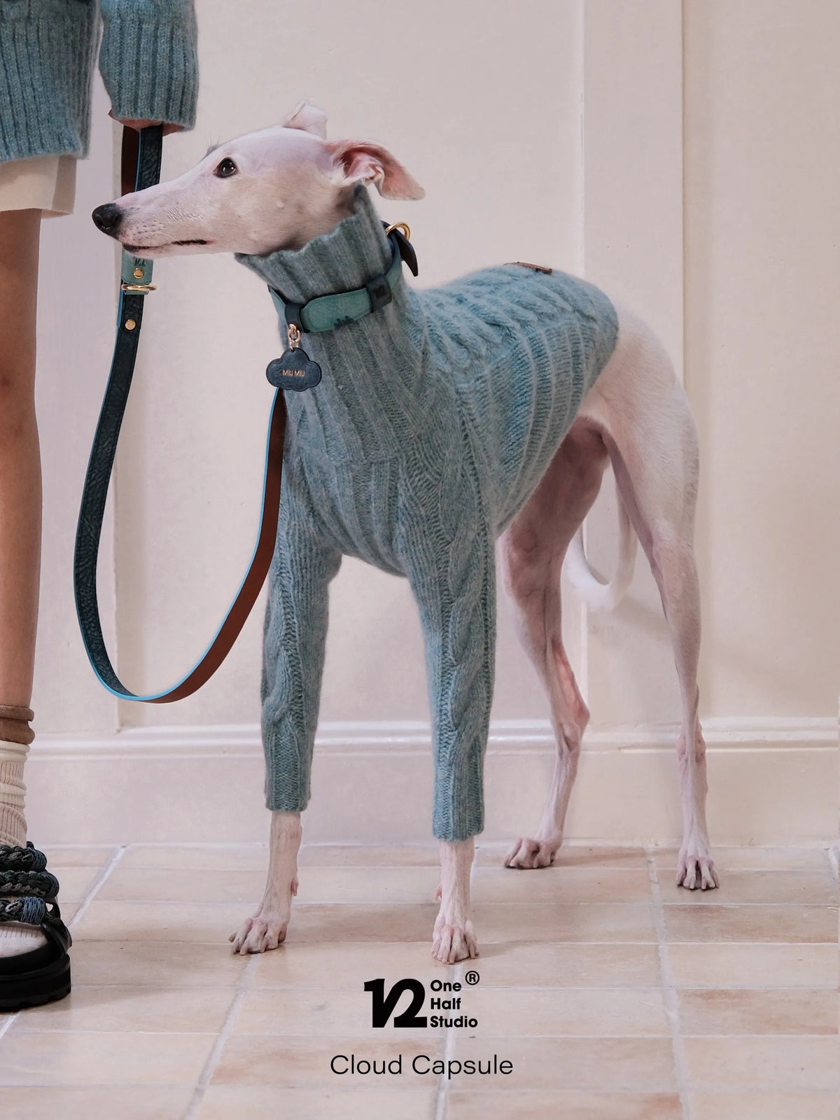 Whippet in a turquoise sweater on a leather lead