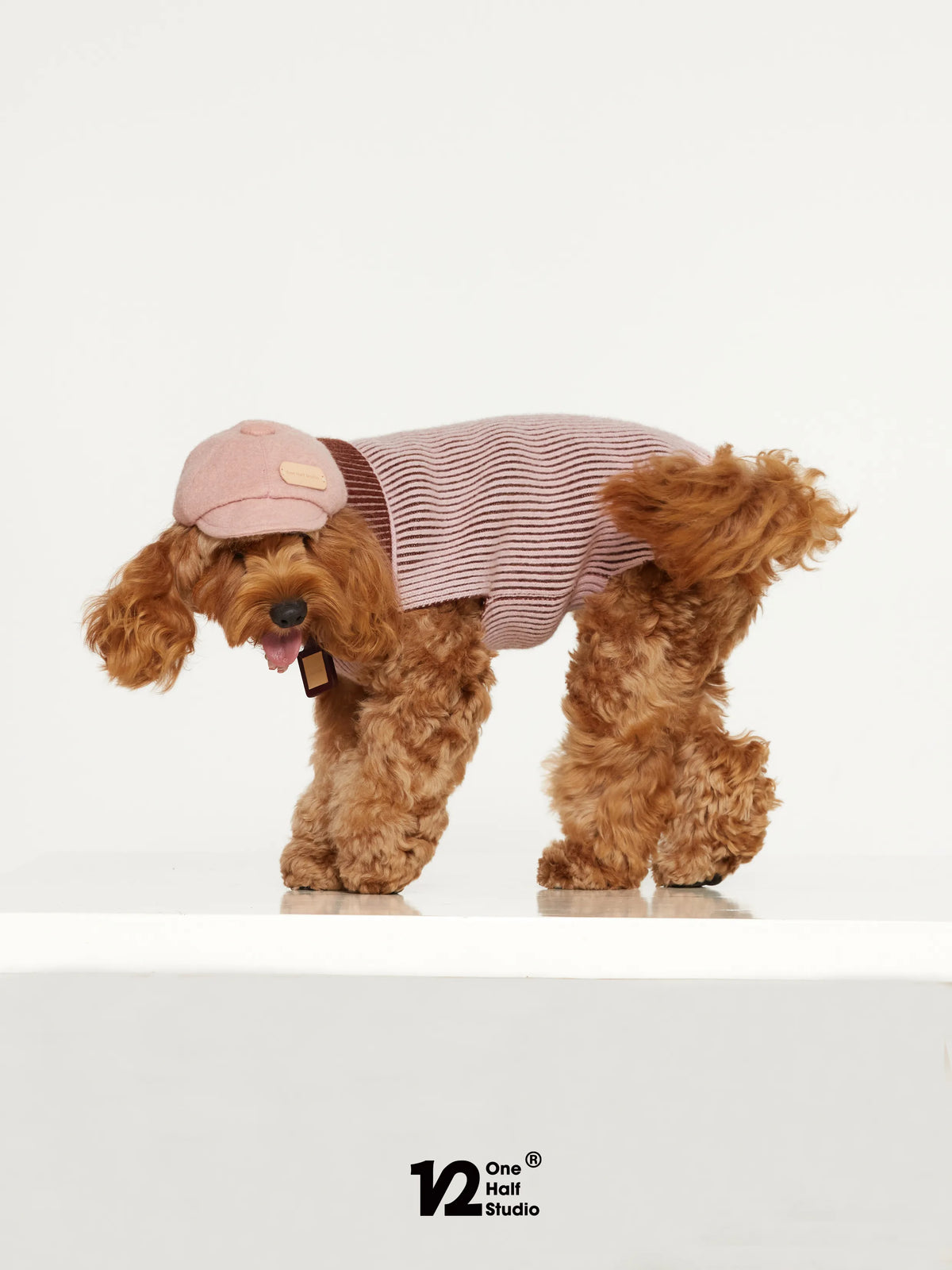 Dog in a blue newsboy cap
