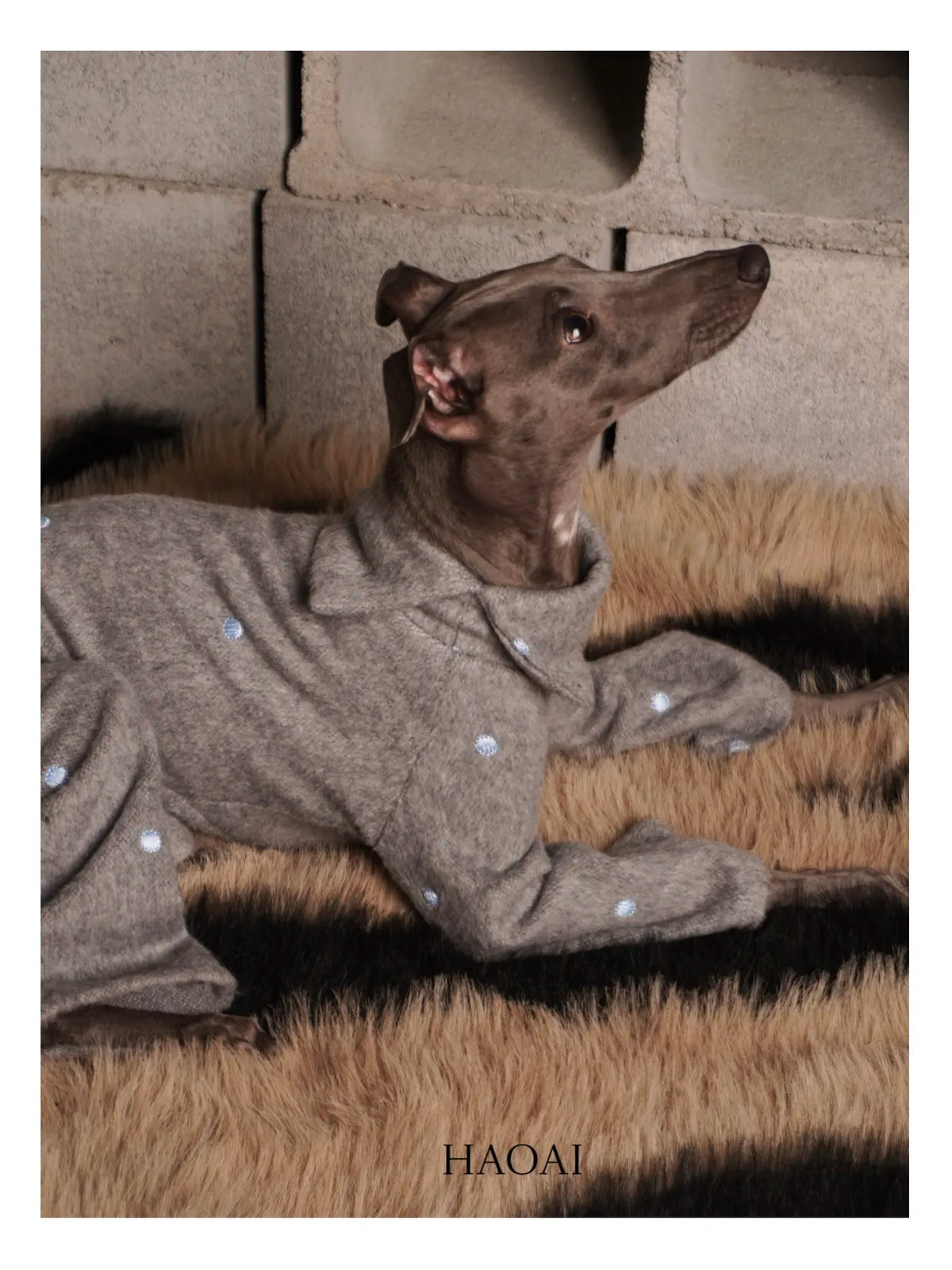 Dog lying down in the wool four-leg coat