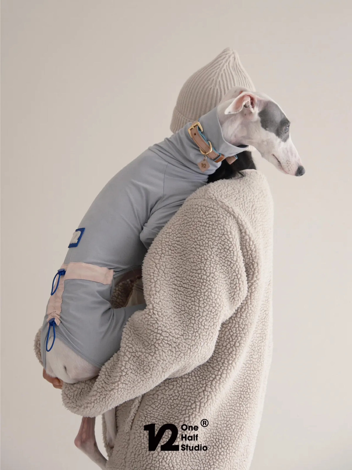Whippet in a grey sun suit held by a person